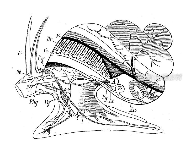 古代生物动物学图像:Paludina vivipara